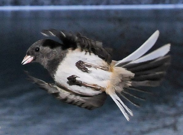우주까지 날아갈 듯한 dark-eyed junco의 강렬한 날개짓 http://www.naturebob.com/zenphoto/index.php?album=Birds/sparrows-buntings&image=dark-eyed-junco-in-flight.jpg