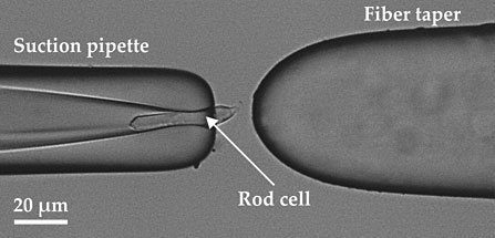 출처: 개구리 망막 세포 광자 검출 실험 자료사진