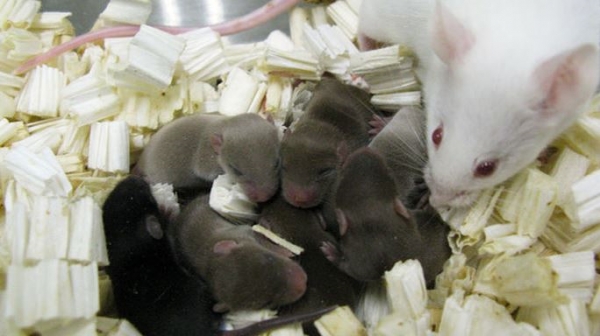 건강한 쥐 출산 출처: pnas.org