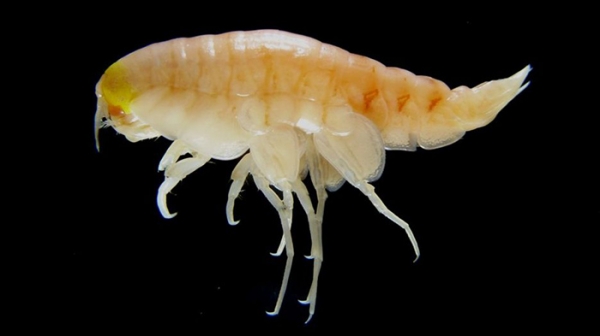 케르마데크 해구와 마리아나 해구에서 발견된 심해 생물체 Credit: DR ALAN JAMIESON/ NEWCASTLE UNI/BBC
