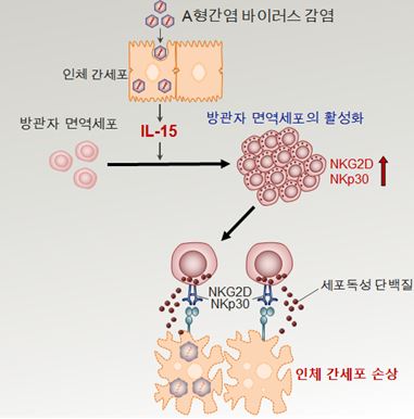 A형 간염 바이러스에 감염되면 간세포에서 IL-15라는 면역 사이토카인이 과량 생산된다. 출처:KAIST