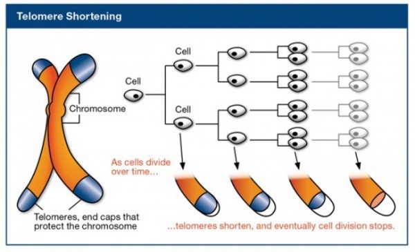 분열을 계속할수록 감소하는 염색체의 말단 부분 텔로미어(telomere) 출처 : http://www.wholehealthinsider.com