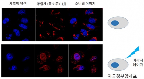레이저 조사에 따른 나노소포체 항암제 방출 촬영 이미지. 출처: 기초과학연구원