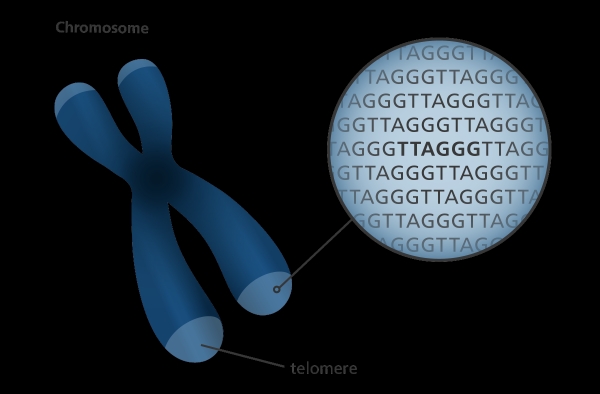 염색체 끝의 텔로미어 출처 : yourgenome