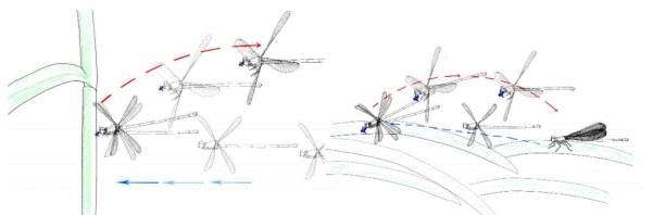 실잠자리의 후진비행. 출처: A study of the arrangements of wing and thoracic muscular structures on flight behavior of Odonata, with a note on backward flight of Zygoptera