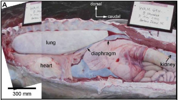 고래는 아가미가 없어요. 대신 폐가 있죠. 출처 : Cardiovascular design in fin whales: high-stiffness arteries protect against adverse pressure gradients at depth