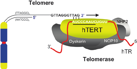 텔로미어 늘리는 텔로머라아제 출처: Telomerase-Based Cancer Therapy