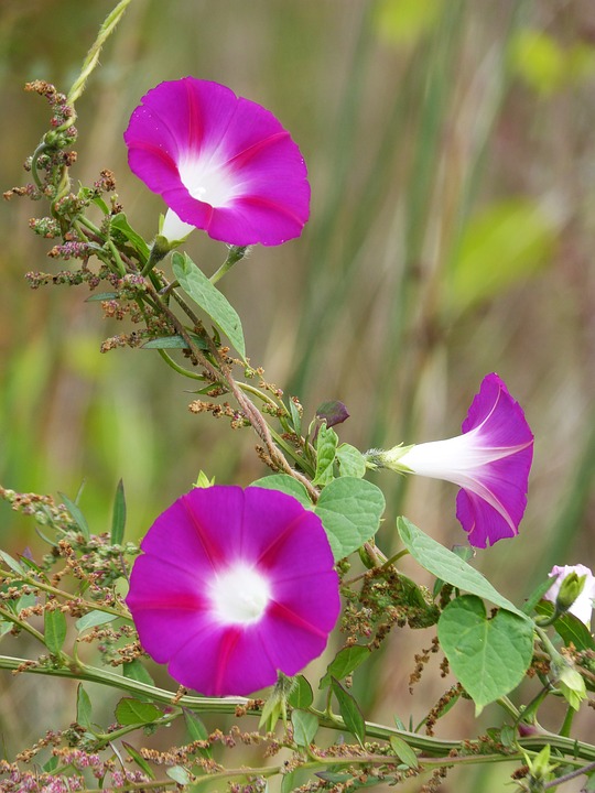 아황산가스의 지표 식물 '나팔꽃'. 출처:pixabay