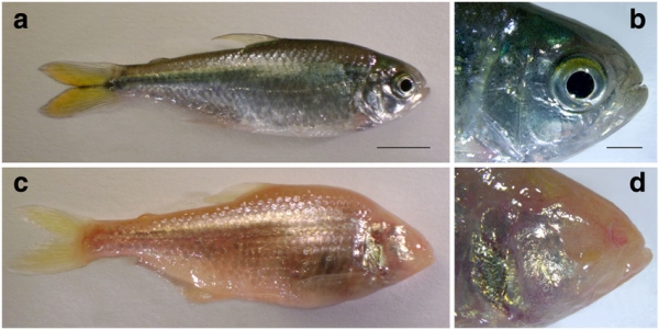 표층수에 사는 멕시코 테트라와 동굴어 출처: The cavefish genome reveals candidate genes for eye loss
