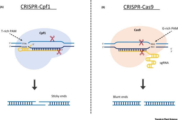 CRISPR 출처: Cell