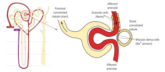 치밀반(macula densa)과 들세동맥(afferent arteriole). 출처: natalie's casebook