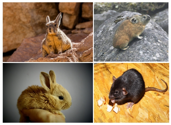비스카차와 우는토끼, 흔히 알고 있는 토끼와 쥐의 모습입니다. 어떤 생물이 토끼목이고 어떤 생물이 설치류일까요? (출처: pixabay-쥐, 토끼사진, ほくなん(위키백과)-우는토끼 사진,  Diego Delso(위키백과)-비스카차 사진)