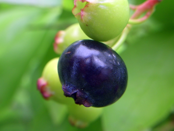 highbush blueberries. 출처:Wikimedia Commons
