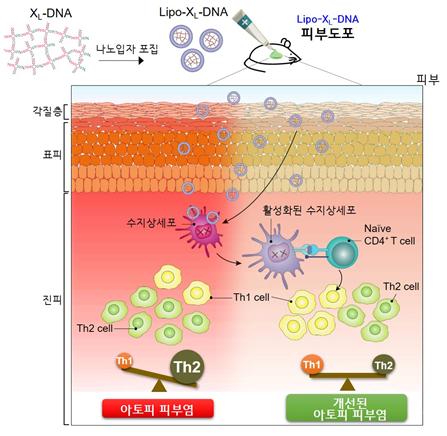 DNA 나노입자의 경피전달을 이용한 아토피성 피부염 치료기전. 출처: 한국연구재단