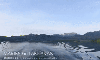 일본 아칸소 호수의 마리모. 출처: youtube/junaphoto