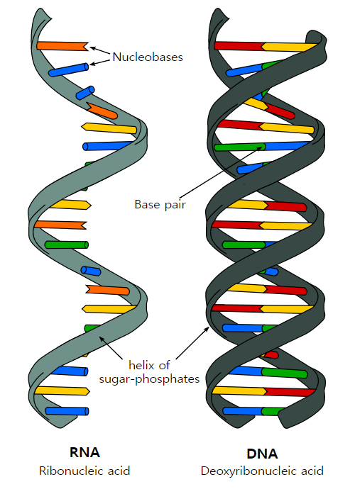 DNA와 RNA를 이루는 핵산. 출처: Wikimedia Commons