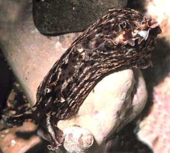 군소갯민물달팽이 Aplysia californica. 출처: seaslugforum