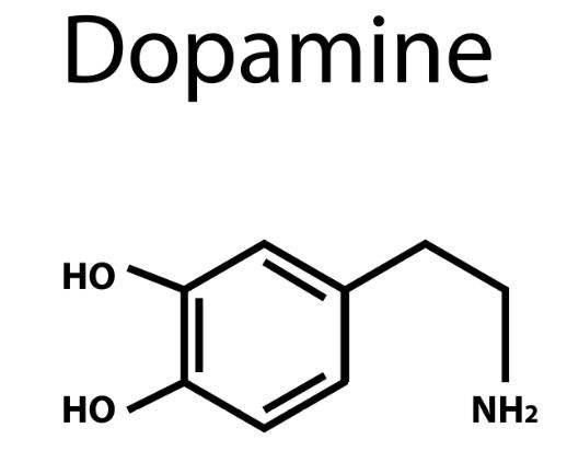 도파민의 분자구조. 출처: fotolia