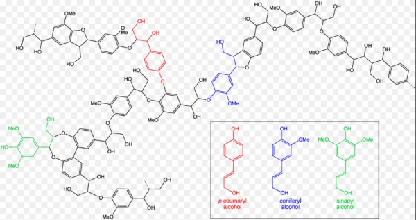 리그닌 분자구조. 출처: Wikimedia Commons