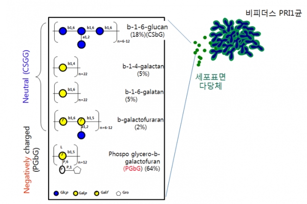 비피더스 PRI1균 세포 표면 다당체(CSGG)의 화학구조. 출처: 기초과학연구원
