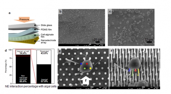 세포 필름의 나노전극 삽입 모식도, 삽입 후 세포의 전자 현미경 이미지 및 분석. 출처: 한국연구재단