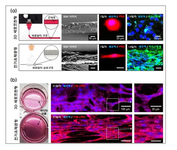 기존 3D세포프린팅 공정과 새롭게 개발된 전기유체공정 비교. 출처: 한국연구재단