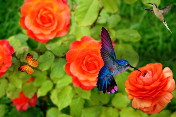 벌새 같은 새들은 꿀을 에너지원으로 사용하기도 합니다. 꽃에서 꿀을 가져가는 대신 수분을 도와주지요. (출처: pixabay)
