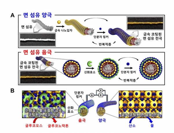 면 섬유 전극의 제작 방법 및 생체연료전지 구성 모식도. 출처: 한국연구재단