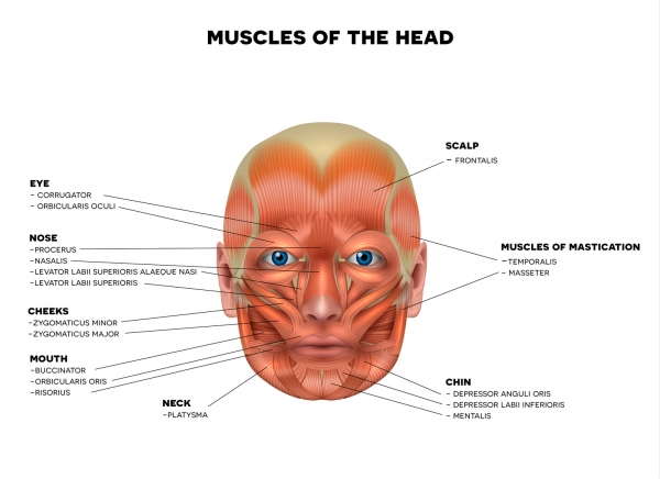 얼굴표정에 관여하는 다양한 근육들. 출처:fotolia