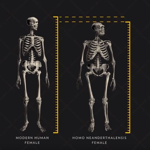 현생 인류와 네안데르탈인 신체 비교. 출처: 유튜브/National Geographic