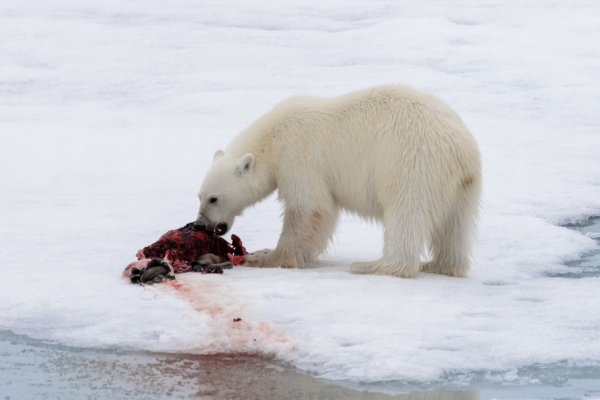 물범을 먹는 북극곰. 물범은 북극곰의 주식이다. 출처:fotolia