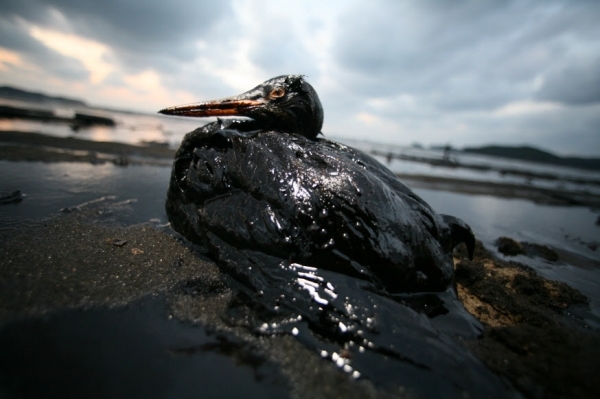 태안 신두리 바닷가에서 기름을 뒤집어쓴 뿔논병아리. 출처: 환경운동연합