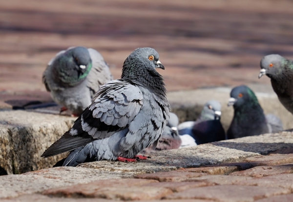 도시에 거주하는 비둘기. 출처: pixabay