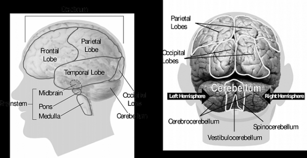 전방대상피질은 'frontal lobe'에 속했습니다. 출처:pixabay