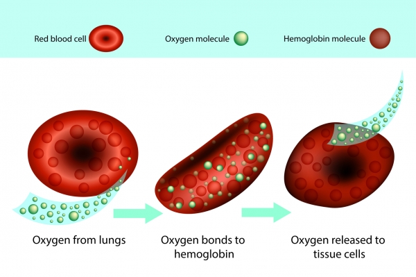 헤모글로빈은 산소를 운반해요. 출처: fotolia