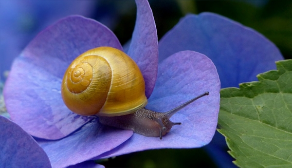 달팽이가 학문적으로도 가치가 있었다. 출처: pixabay