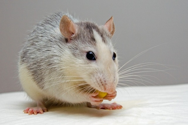 연구팀은 생쥐의 털을 뽑고 재생과정을 관찰했습니다. 출처:pixabay