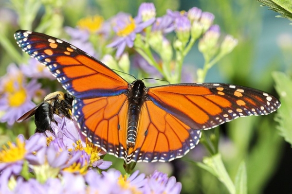 제왕나비는 유충시절부터 독을 품어 날개를 화려하게 만듭니다. 출처:pixabay