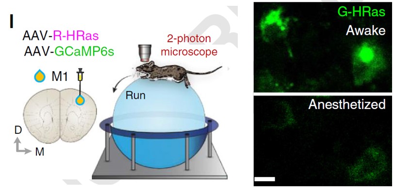 운동 행동 중인 쥐의 실시간으로 small GTPase 단백질 활성 분석. 출처: IBS