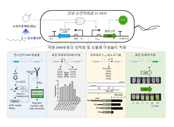 인공 유전자 회로의 구성도 및 개발과정. 출처: 한국생명공학연구원