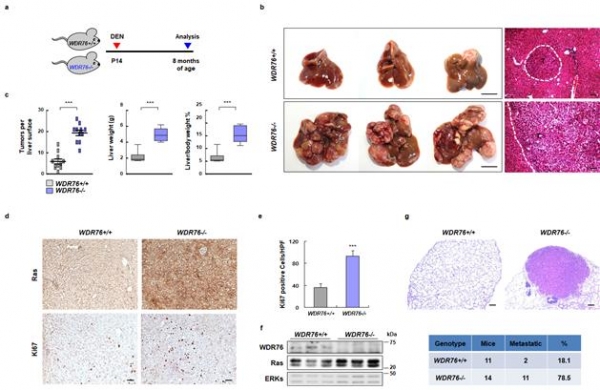 WDR76 단백질이 부족한 쥐는 라스 단백질이 증가해 간암이 발병했다. 출처: 한국연구재단