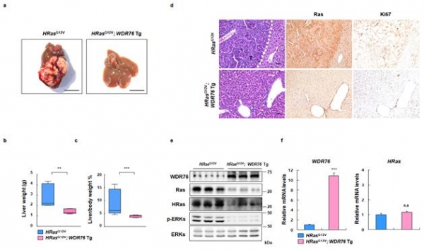 WDR76 단백질이 과도하게 발현하면 간암 발생을 억제할 수 있었다. 출처: 한국연구재단