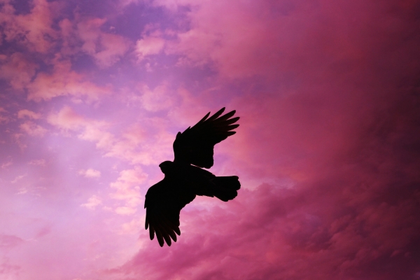 새처럼 자유롭게~ 출처: pixabay