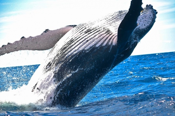 고래는 퇴화의 증거일까? 출처:pixabay