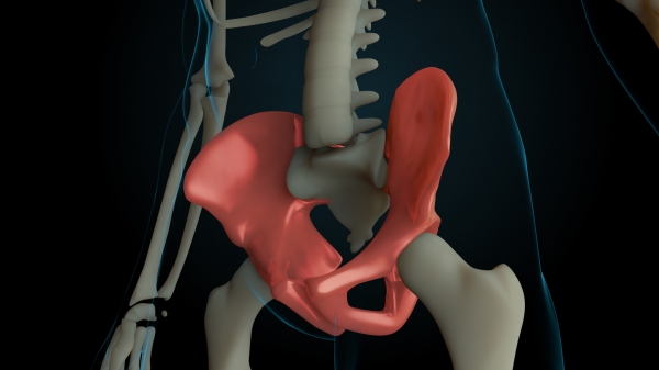인간 여성의 골반뼈가 지금보다 더 크다면 탈장의 위험이 있습니다. 출처:fotolia