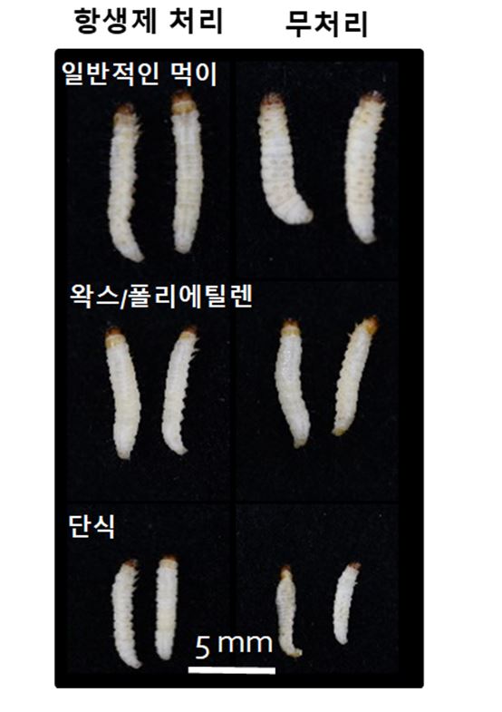 꿀벌부채명나방의 왁스 섭식. 출처: 한국생명공학연구원