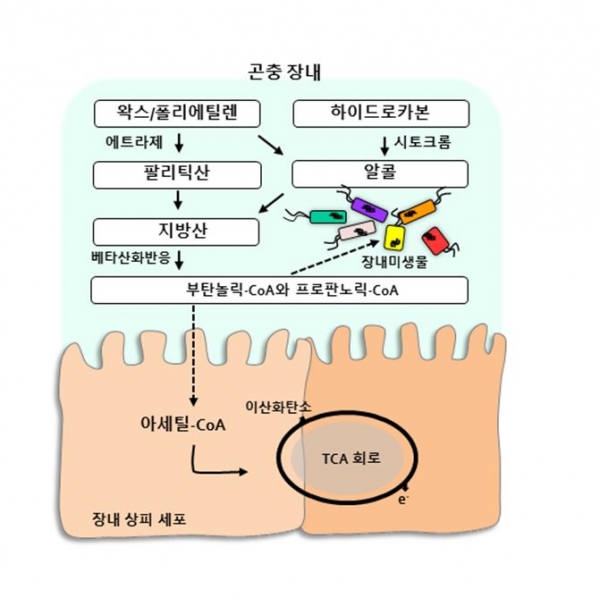 꿀벌부채명나방의 왁스 분해과정 도식화. 출처: 한국생명공학연구원