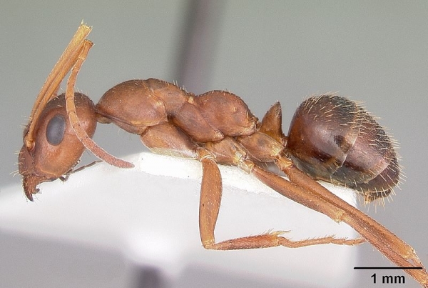 Formica archboldi 개미는 그동안 다른 개미를 먹지 않는 것으로 알려졌습니다. 출처:wikimedia commons