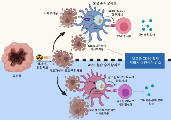 수지상세포의 자식작용 기전. 출처: 한국연구재단
