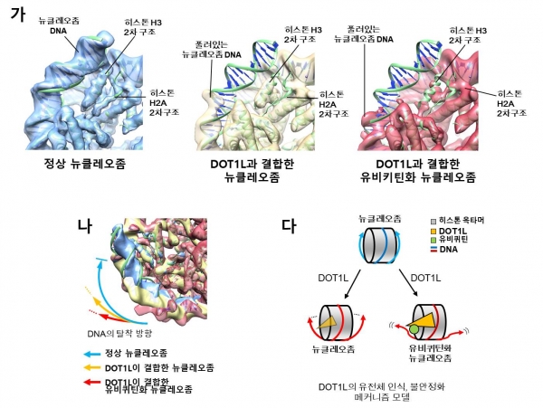 복합체 구조에서 확인된 뉴클레오좀의 불안정화 현상. 출처: 한국연구재단